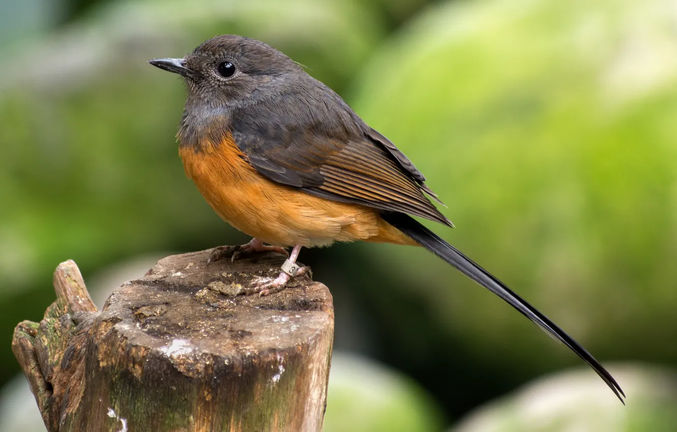 Photo wallpaper bird, stump, belomestny sham-thrush, bird, white-rumped shama