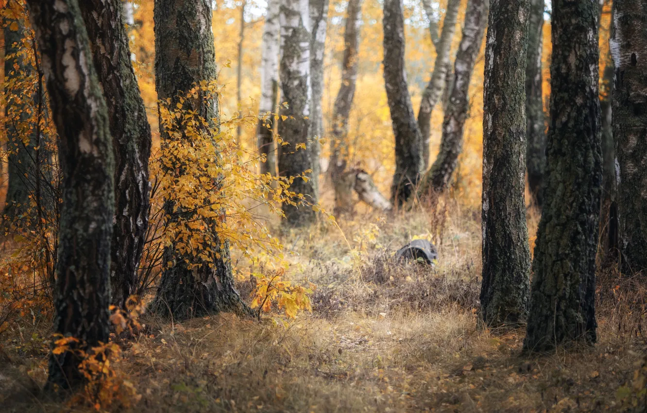 Photo wallpaper autumn, forest, trees, branches, nature, glade, trunk, birch