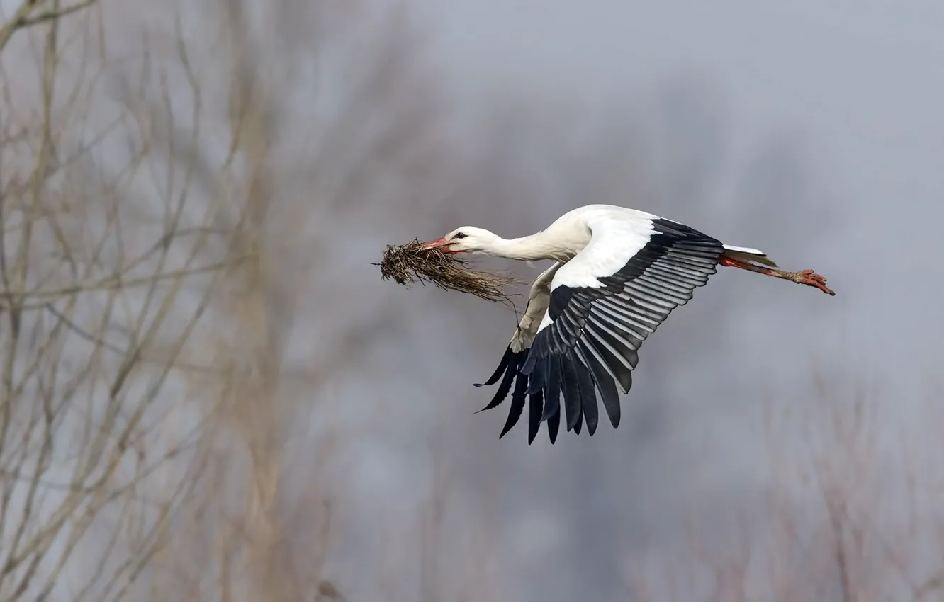 Photo wallpaper bird, spring, stork