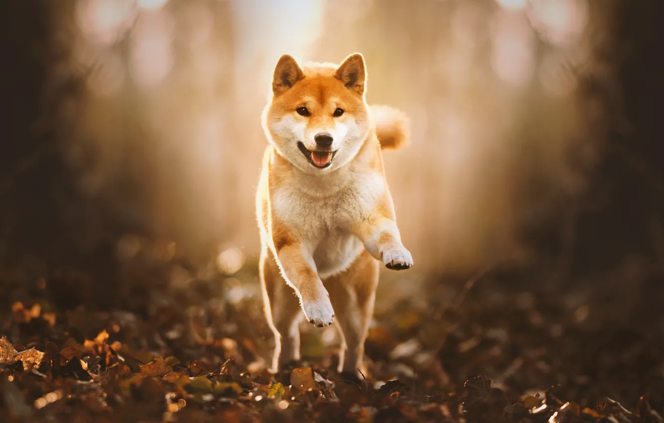 Photo wallpaper autumn, look, face, nature, pose, jump, portrait, dog
