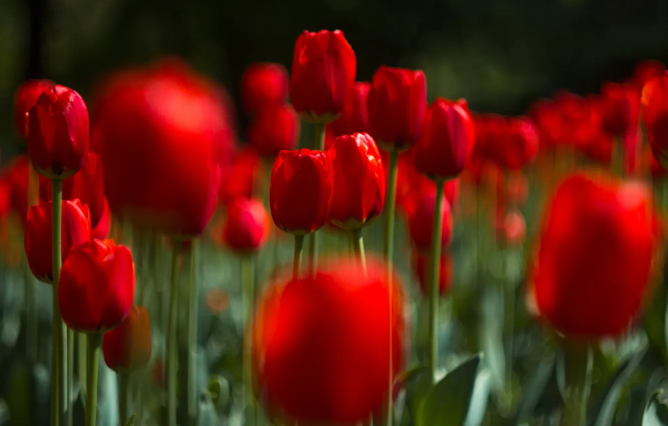 Photo wallpaper flowers, blur, tulips, red, a lot, bokeh