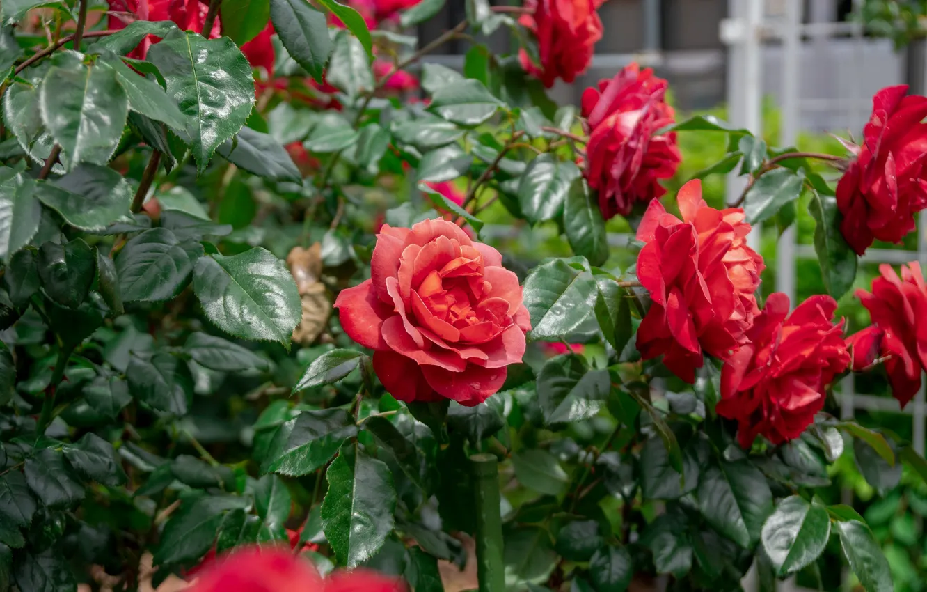 Photo wallpaper flowers, red, roses, bokeh