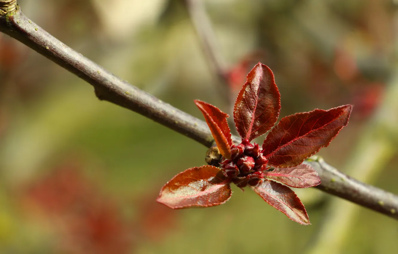 Photo wallpaper leafs, spring, twig