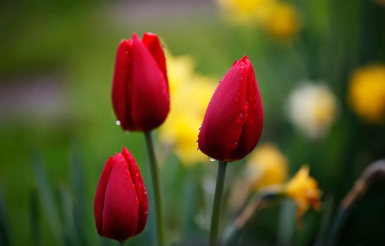 Photo wallpaper drops, macro, flowers, red, nature, background, focus, tulips