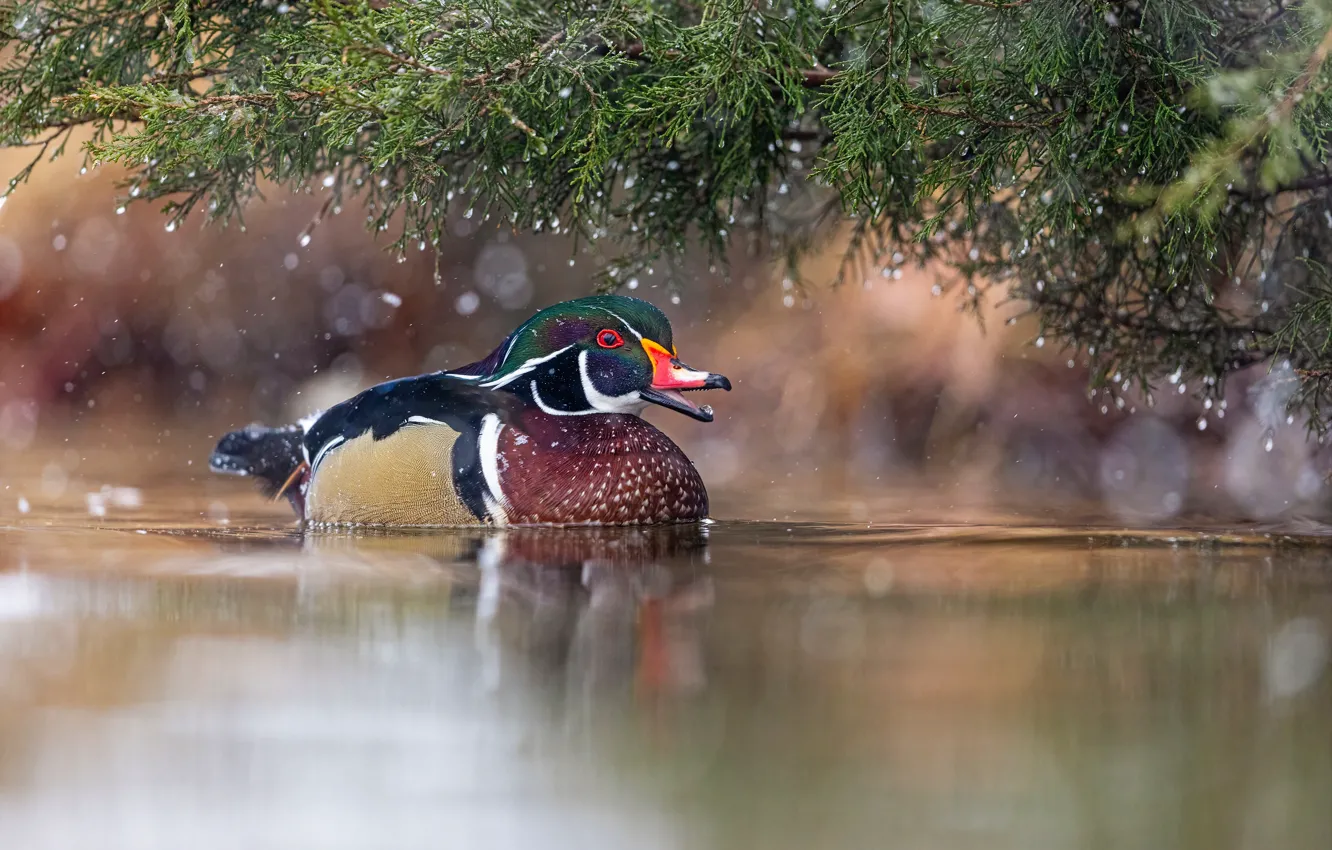 Photo wallpaper water, drops, branches, shore, duck, needles, pond, swimming