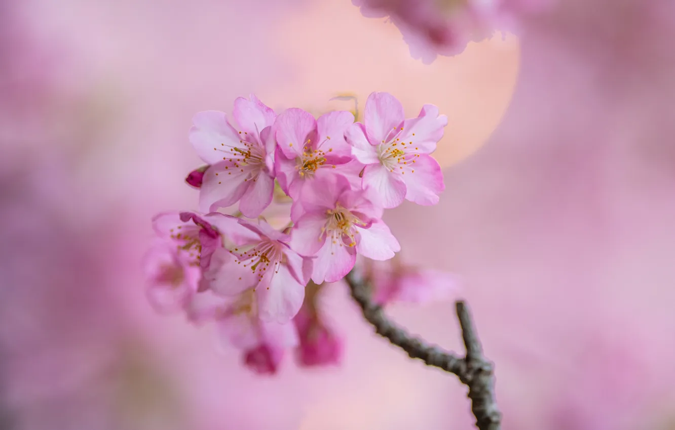 Photo wallpaper flowers, spring, peaches, pink background