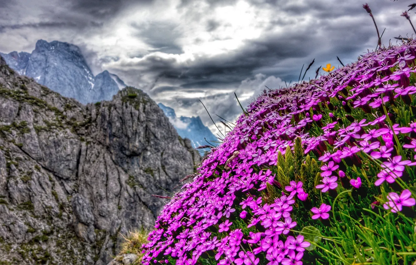 Photo wallpaper flowers, mountains, Austria, Alps, Austria, Alps