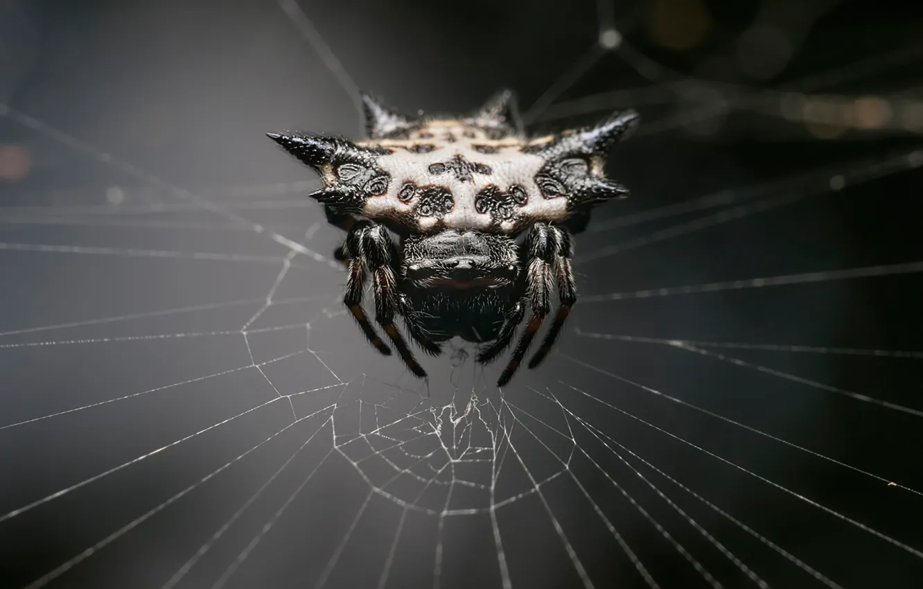 Photo wallpaper spider, monster, web, arachnid