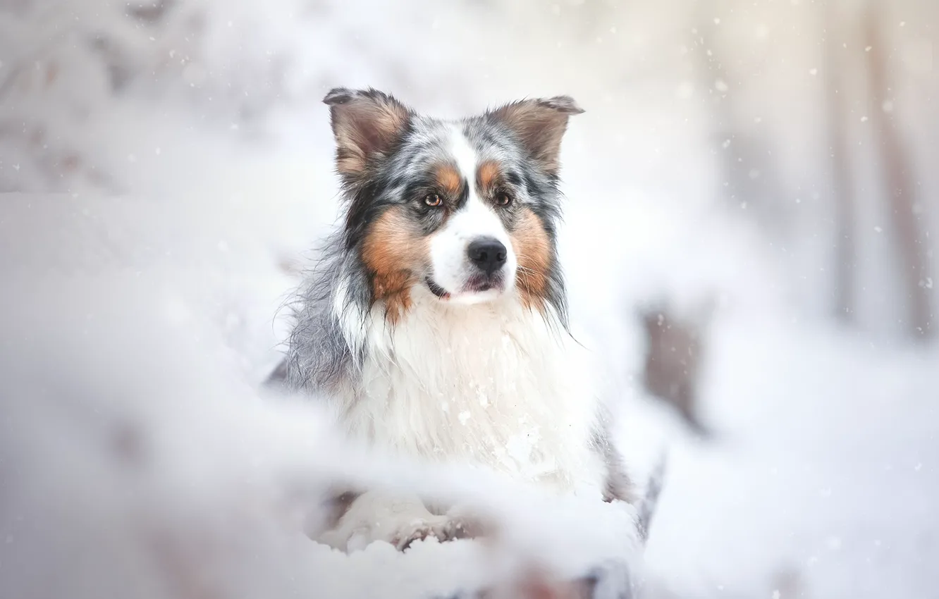 Photo wallpaper look, snow, portrait, dog, Australian shepherd, Aussie