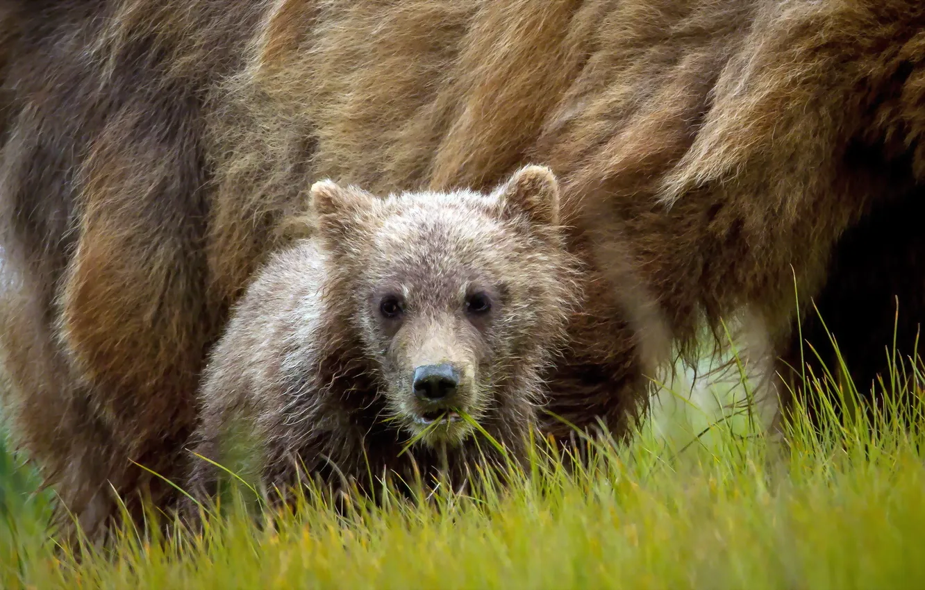 Photo wallpaper nature, background, bear