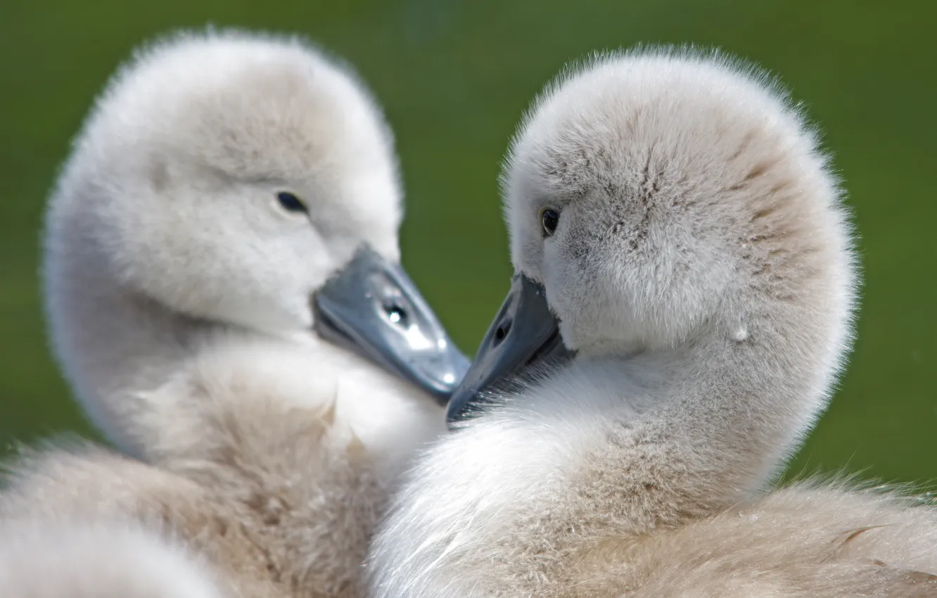 Photo wallpaper blur, baby, Chicks, the goslings
