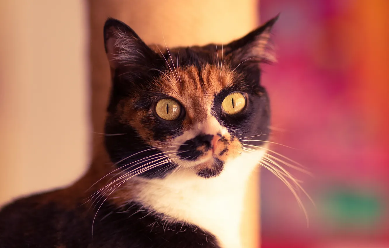 Photo wallpaper eyes, cat, mustache, look, background, Koshak