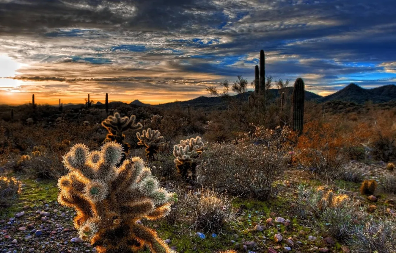 Photo wallpaper landscape, sunset, nature, desert, cactus