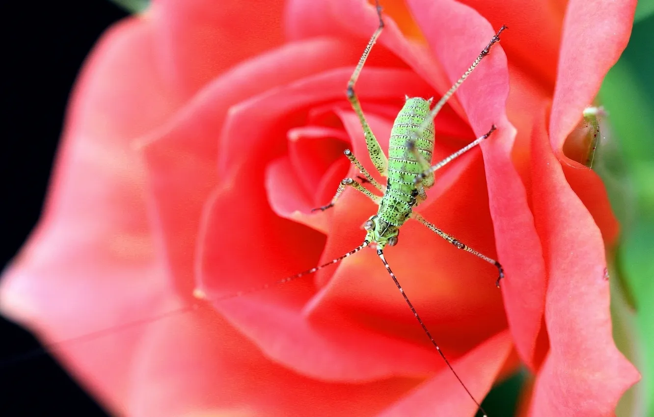 Photo wallpaper macro, roses, beetle, insect