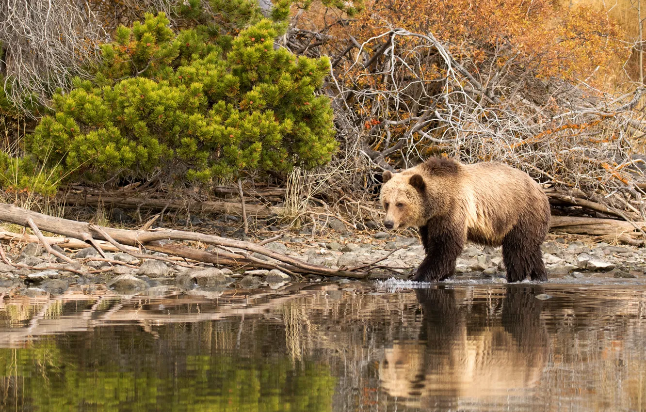 Photo wallpaper water, nature, stones, bear, the bushes, brown