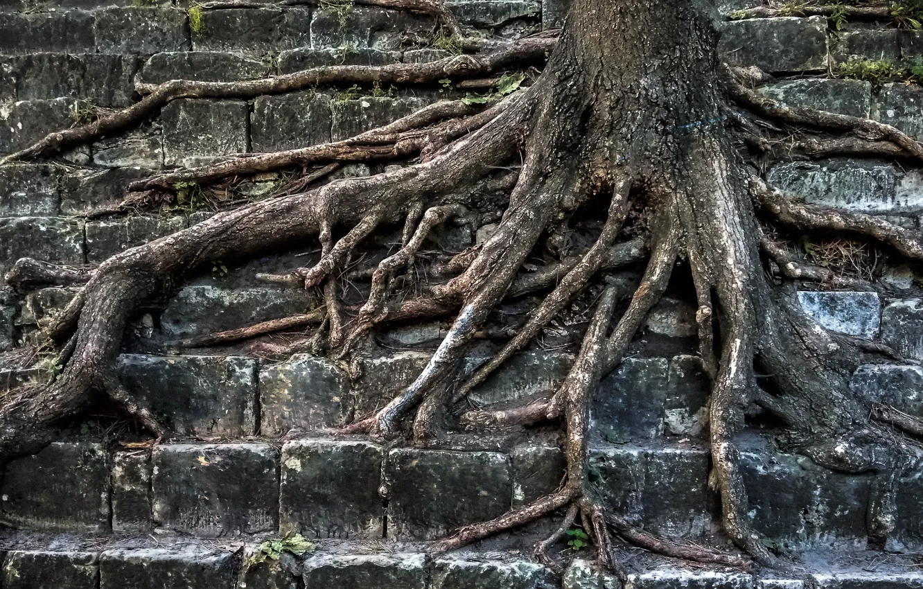 Photo wallpaper roots, stones, tree, lions, tree, roof, highest mountain