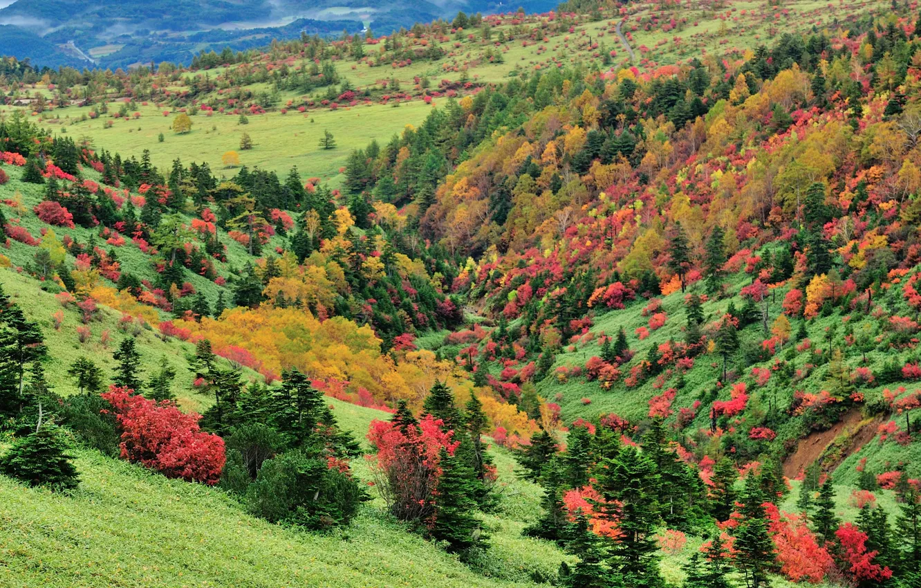 Photo wallpaper autumn, grass, trees, mountains, slope