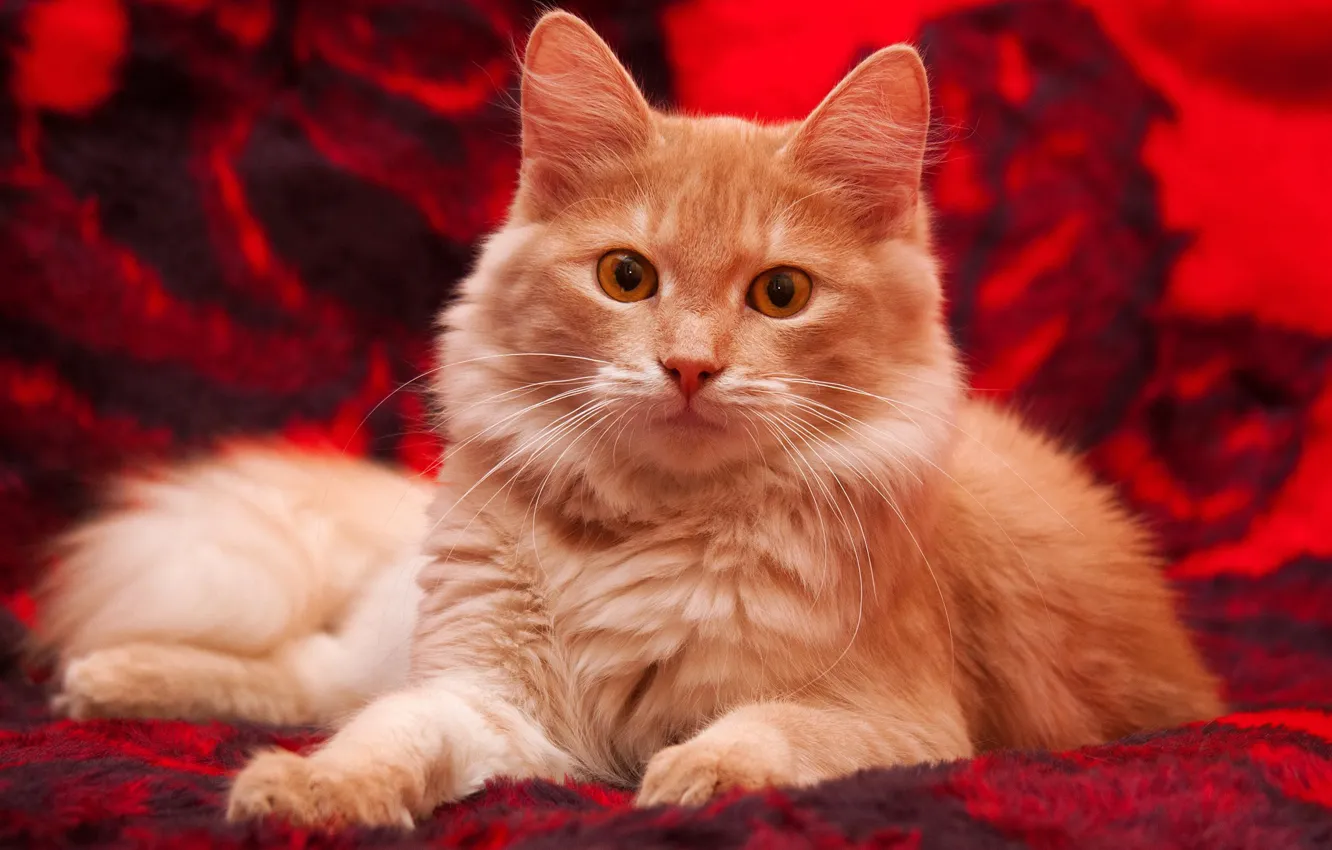 Photo wallpaper cat, cat, look, red, background, fluffy, blanket, lies