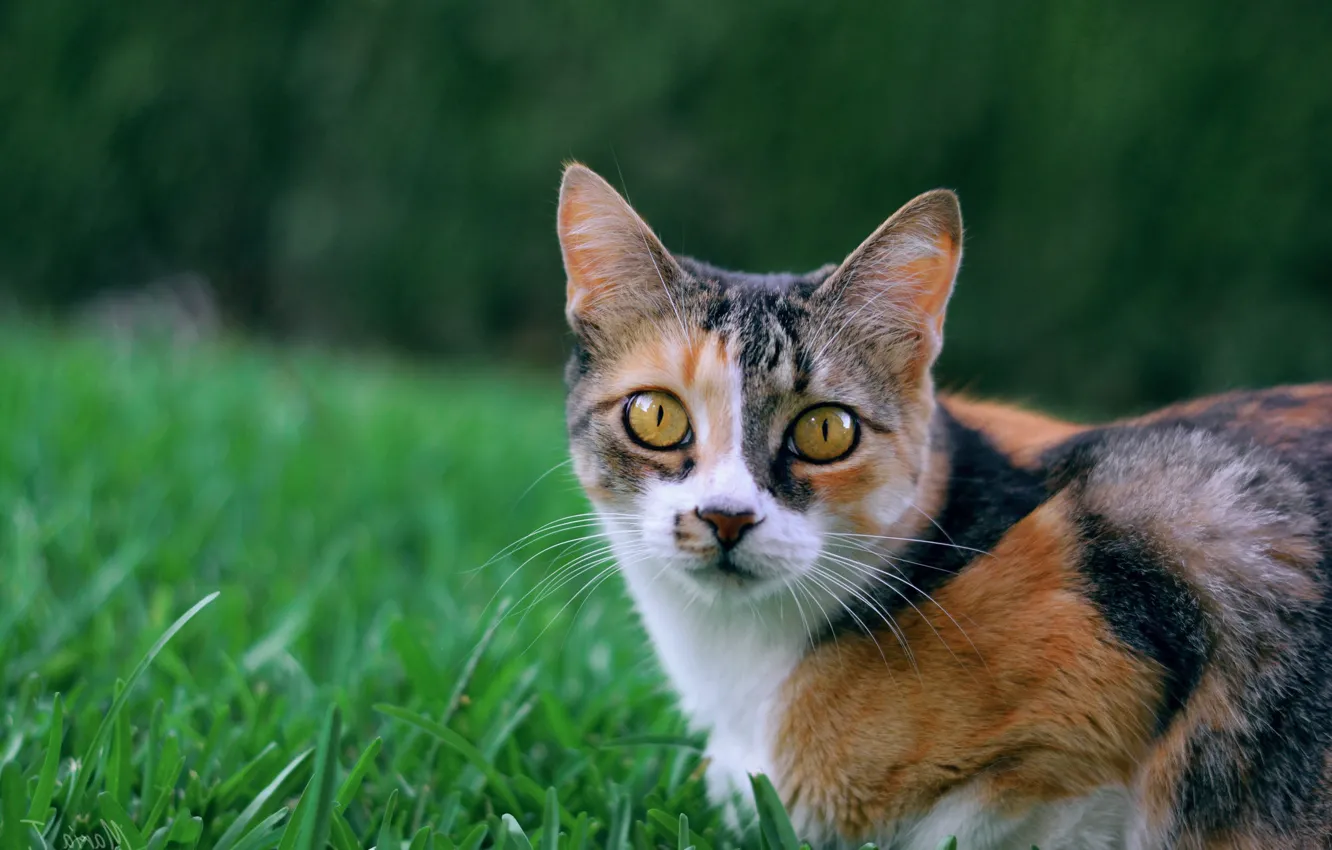 Photo wallpaper cat, grass, look, muzzle, cat