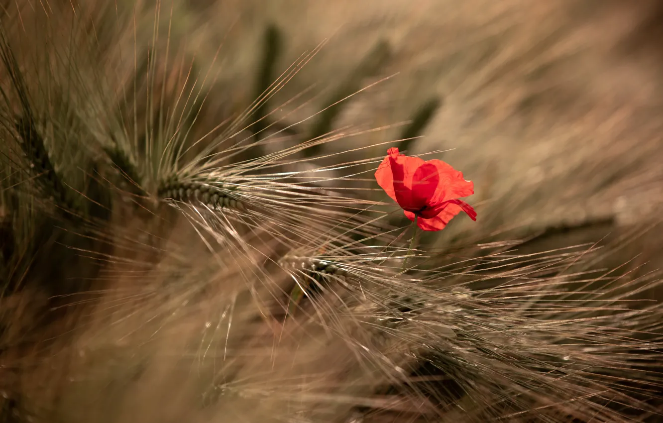 Photo wallpaper summer, nature, Mac