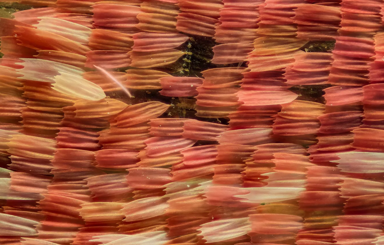Photo wallpaper macro, insect, scales