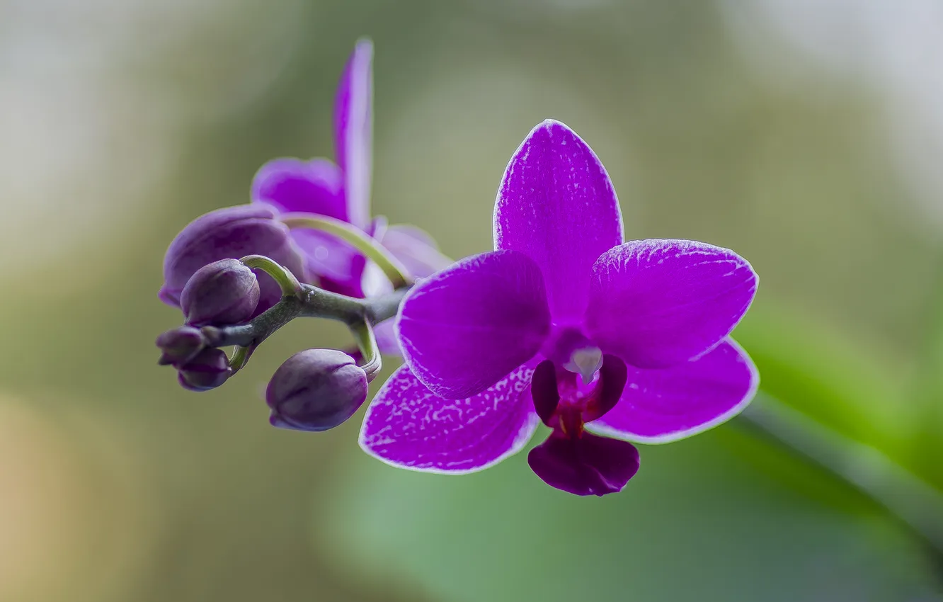 Photo wallpaper macro, flowers, Orchid, falinopsis
