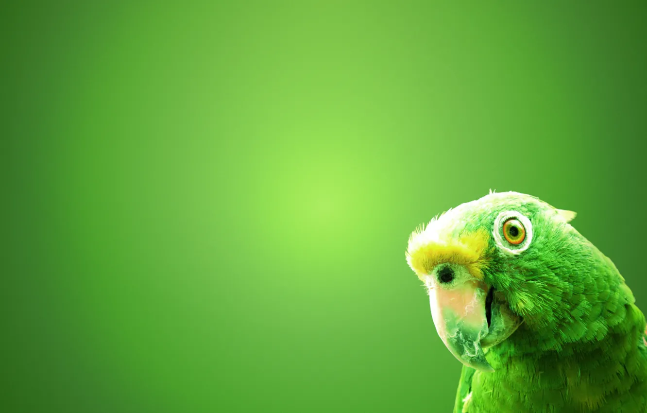 Photo wallpaper green, background, bird, parrot