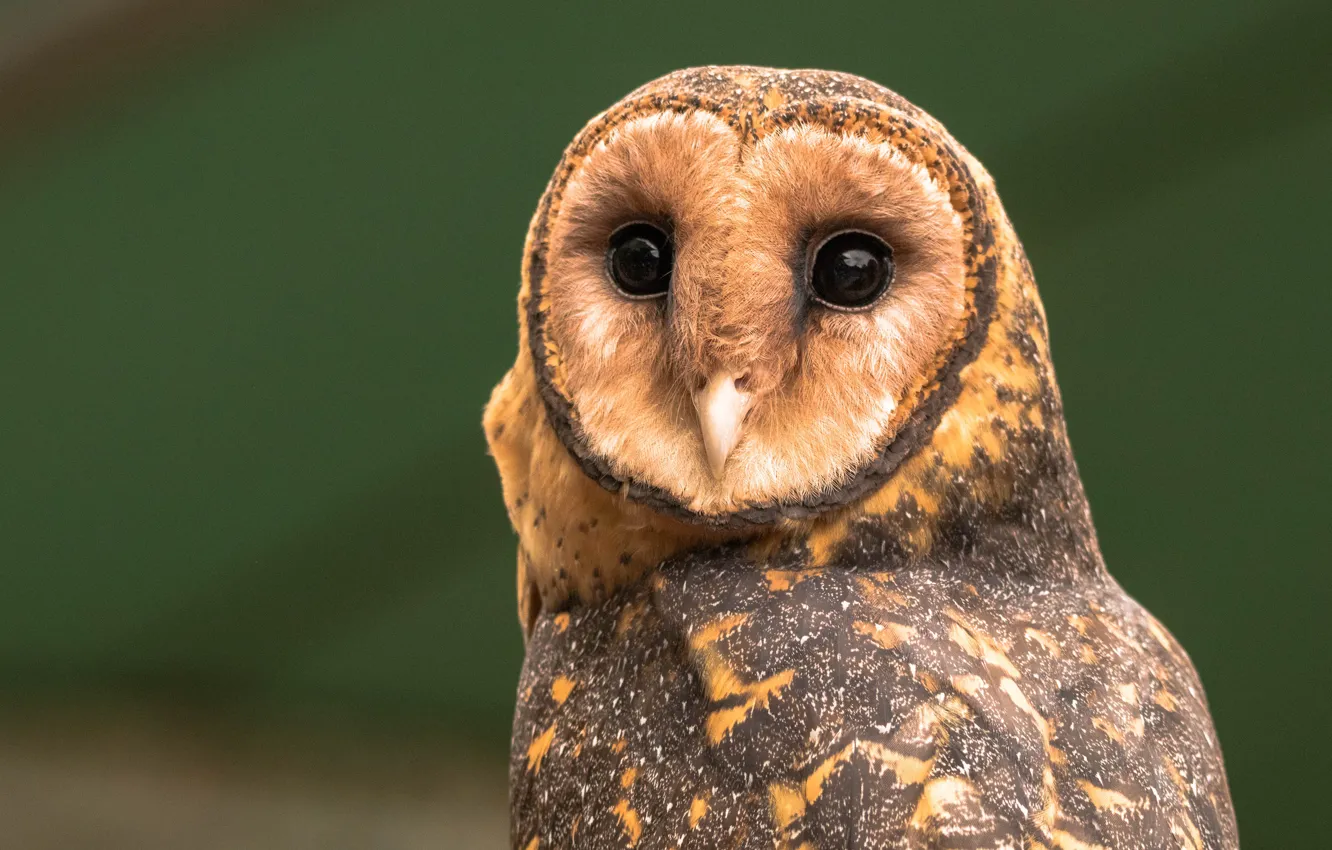 Photo wallpaper look, background, owl, bird, the barn owl