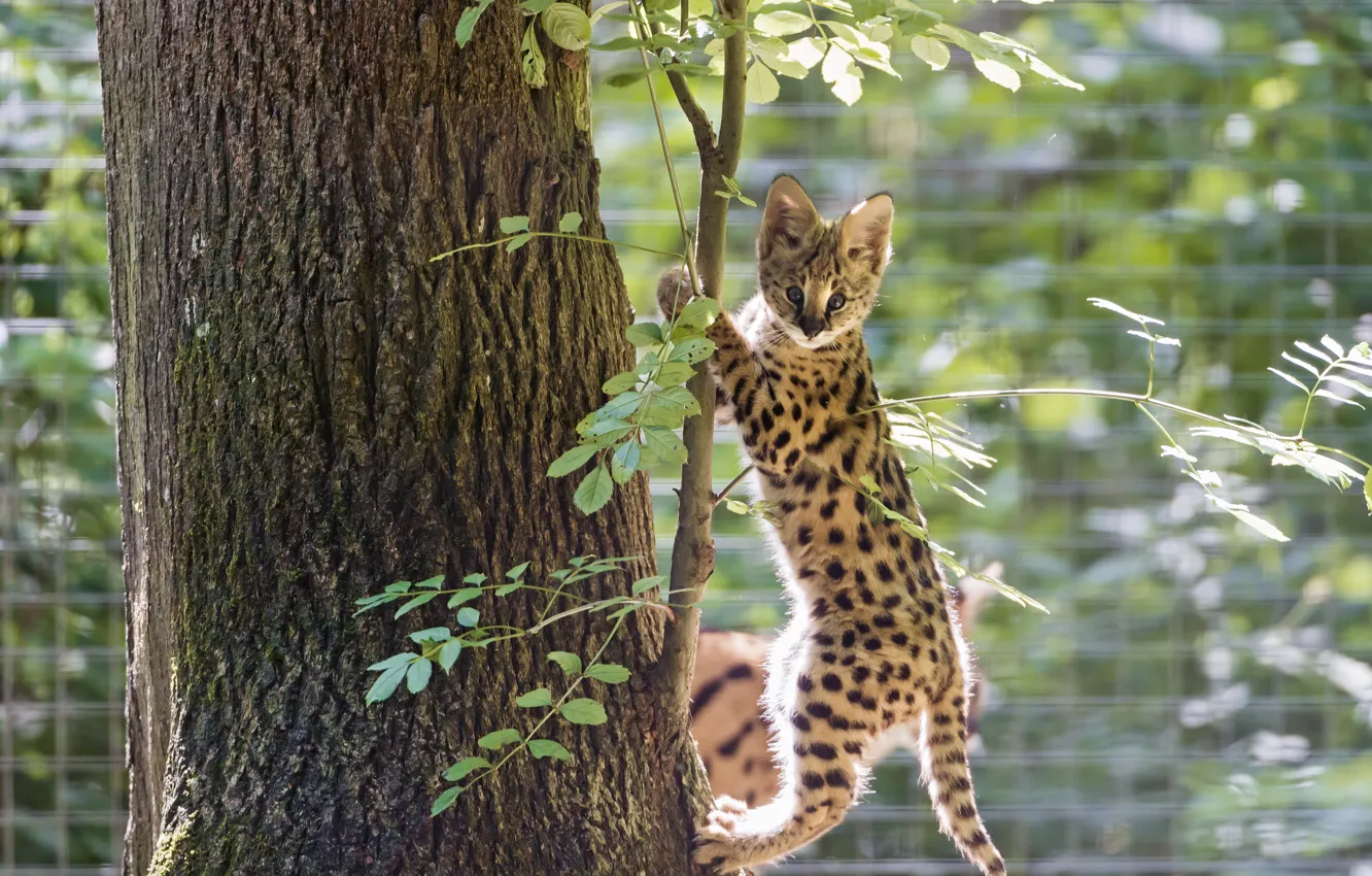 Photo wallpaper cat, tree, cub, kitty, Serval, ©Tambako The Jaguar