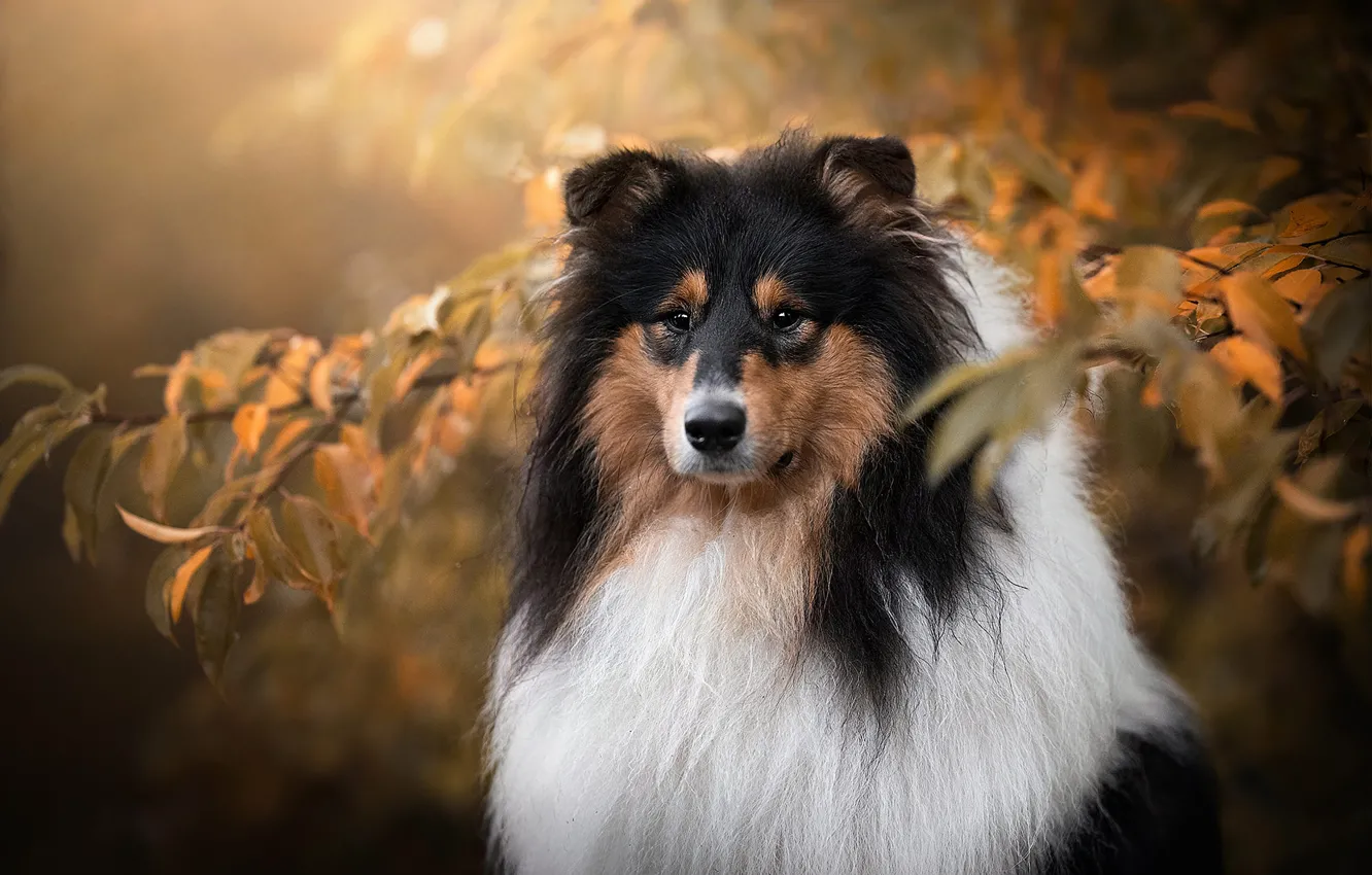 Photo wallpaper autumn, forest, look, light, branches, nature, Park, foliage