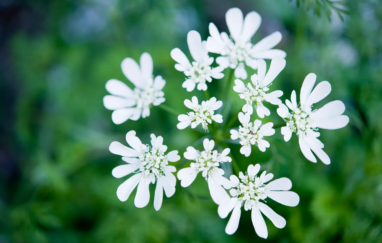 Photo wallpaper macro, nature, petals, inflorescence