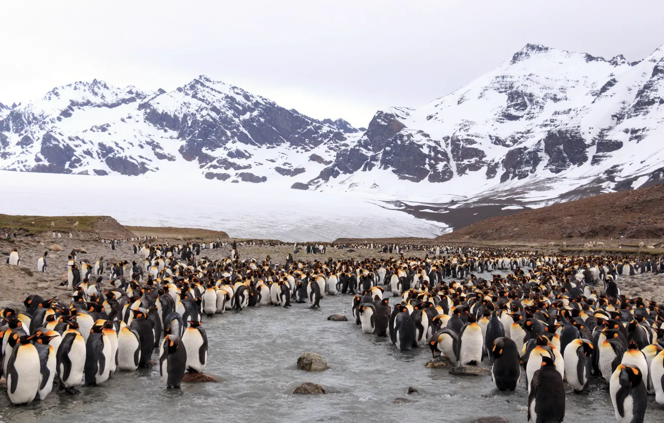 Photo wallpaper nature, penguins, Antarctica, South Georgia and the South Sandwich Islands