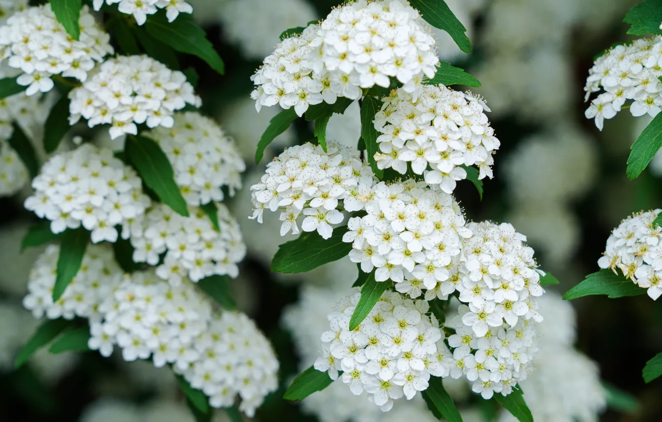 Photo wallpaper flowering, the bushes, Spiraea