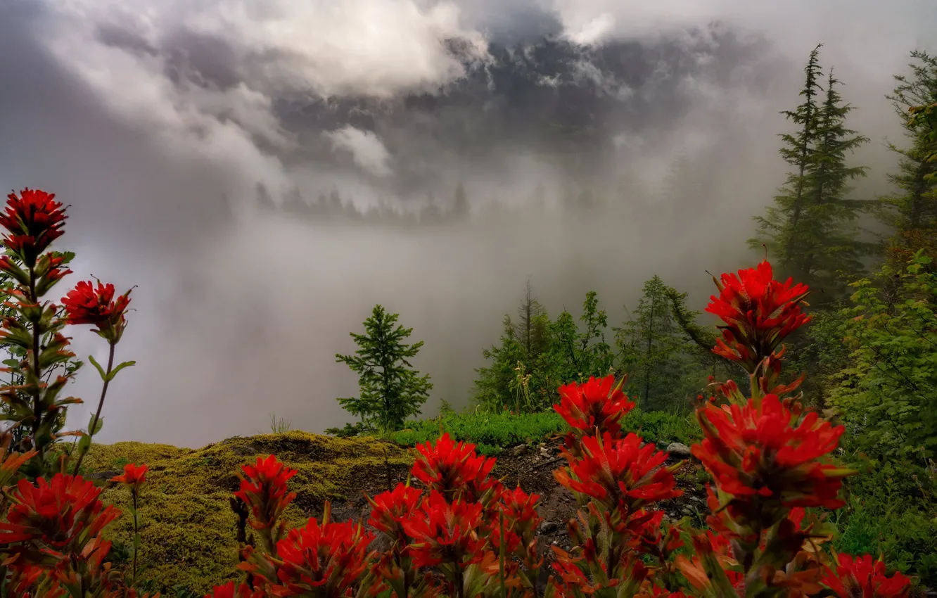 Photo wallpaper forest, clouds, flowers, red, fog, view