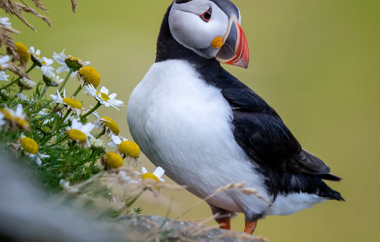 Photo wallpaper flowers, background, bird, chamomile, stalled