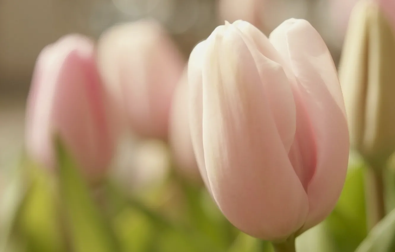Photo wallpaper macro, flowers, tenderness, spring, tulips, pink, buds