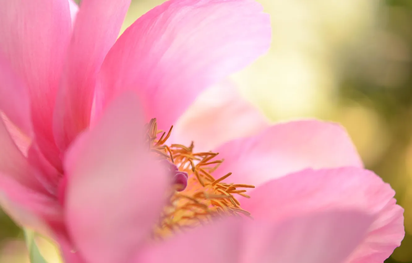 Photo wallpaper flower, macro, pink