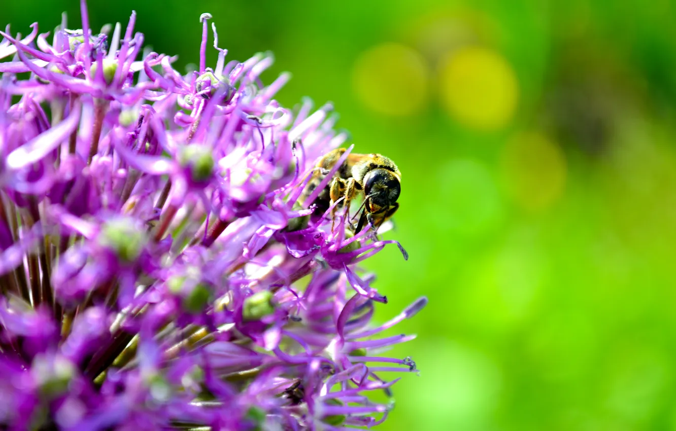 Photo wallpaper summer, flowers, bee