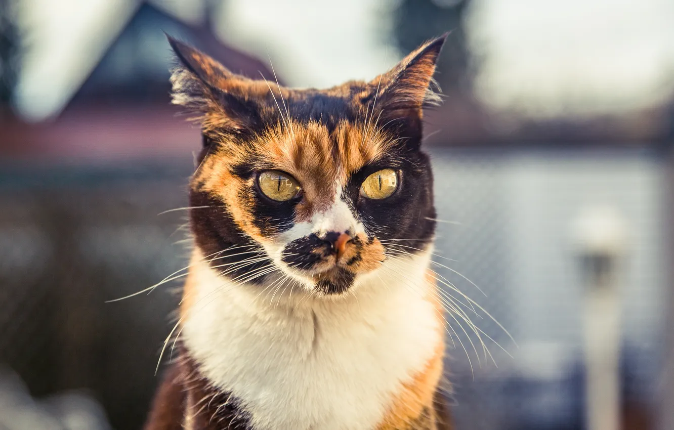 Photo wallpaper eyes, cat, look, background