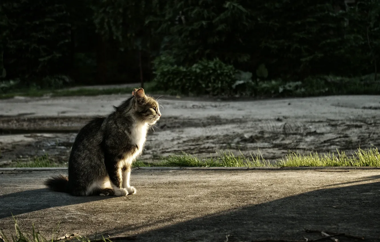 Photo wallpaper cat, sunset, sitting, photographer, looks, Pasha Ivanov