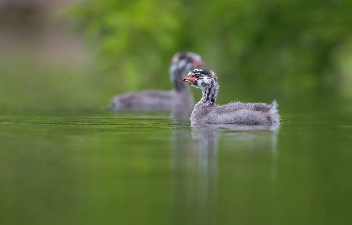 Photo wallpaper Lakeshore Park, Newark, Pied-billed Grebe