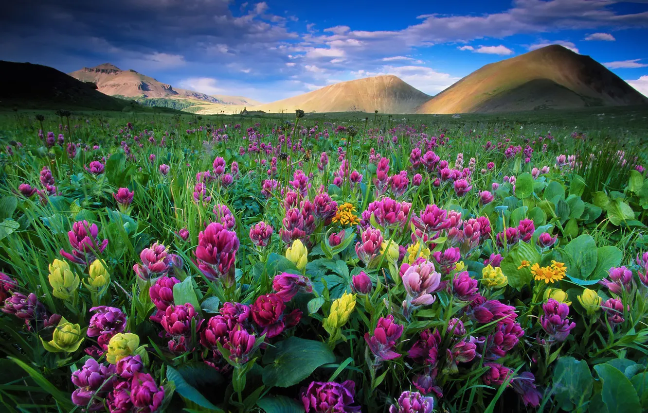 Photo wallpaper the sky, clouds, flowers, hills, USA, Colorado, State Forest State Park, Colorado State Parks