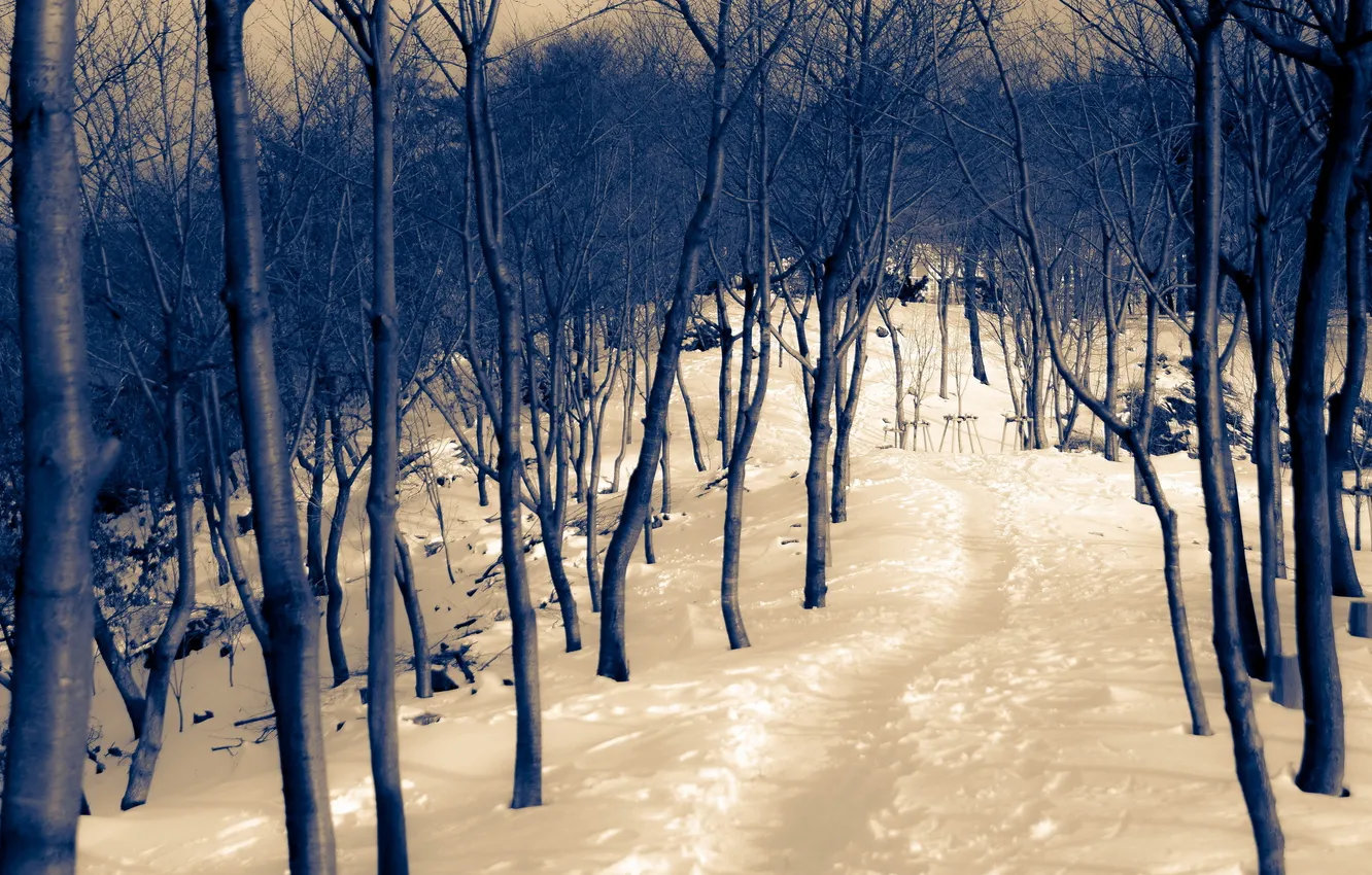 Photo wallpaper winter, trees, landscape, nature