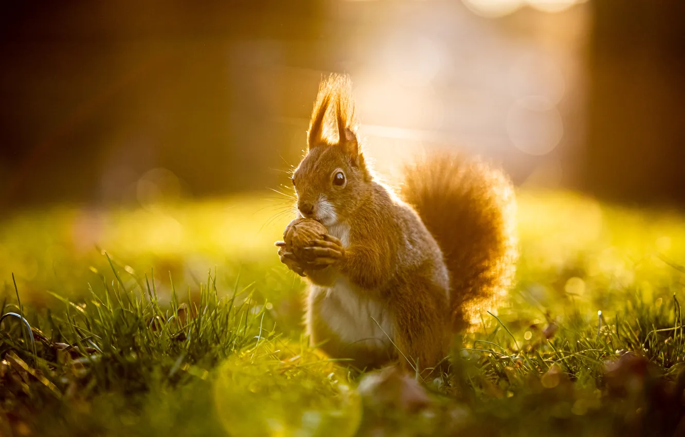 Photo wallpaper light, nature, protein