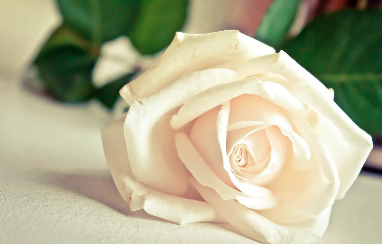 Photo wallpaper white, macro, flowers, roses, petals