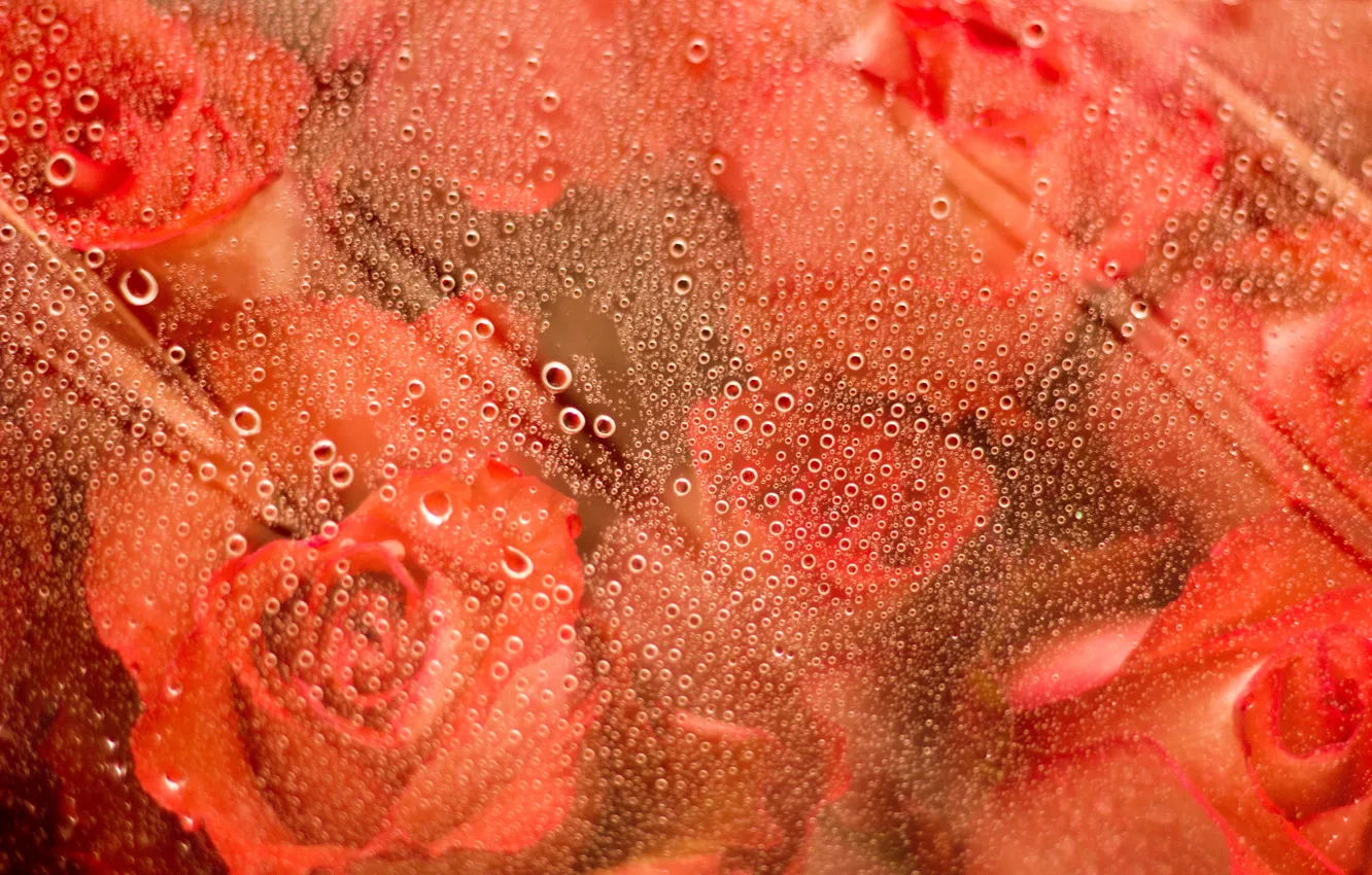 Photo wallpaper drops, flowers, roses, orange, drop
