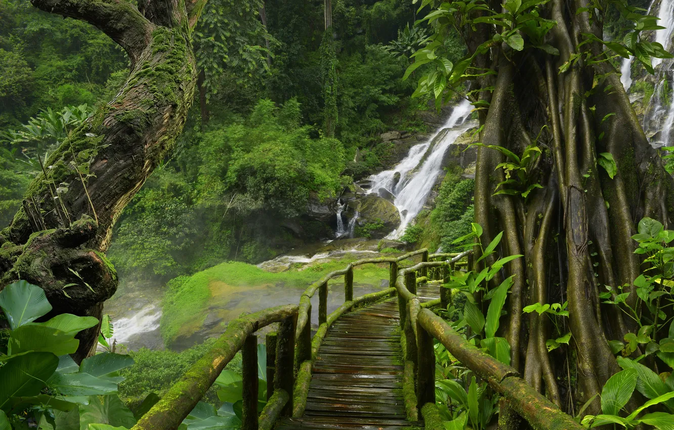 Photo wallpaper trees, bridge, nature, plant, waterfall, jungle, trees, jungle