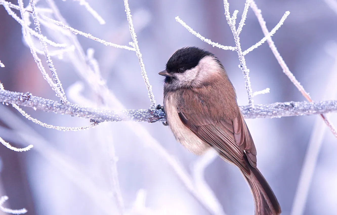 Photo wallpaper frost, branches, bird, tit, frost, Black-headed tit, Igor Zhabsky