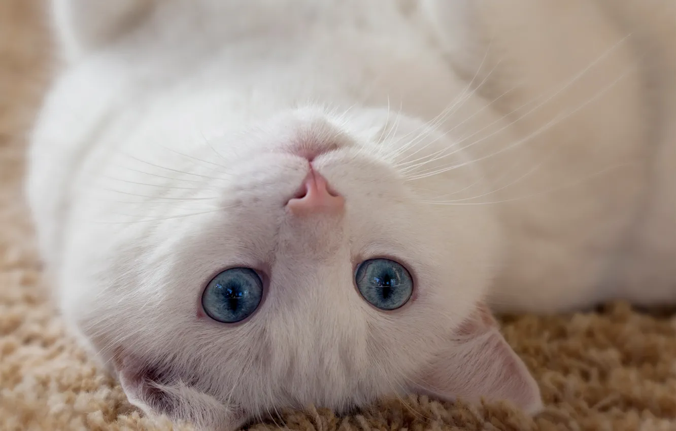 Photo wallpaper cat, eyes, mustache, look, animal, white, ears