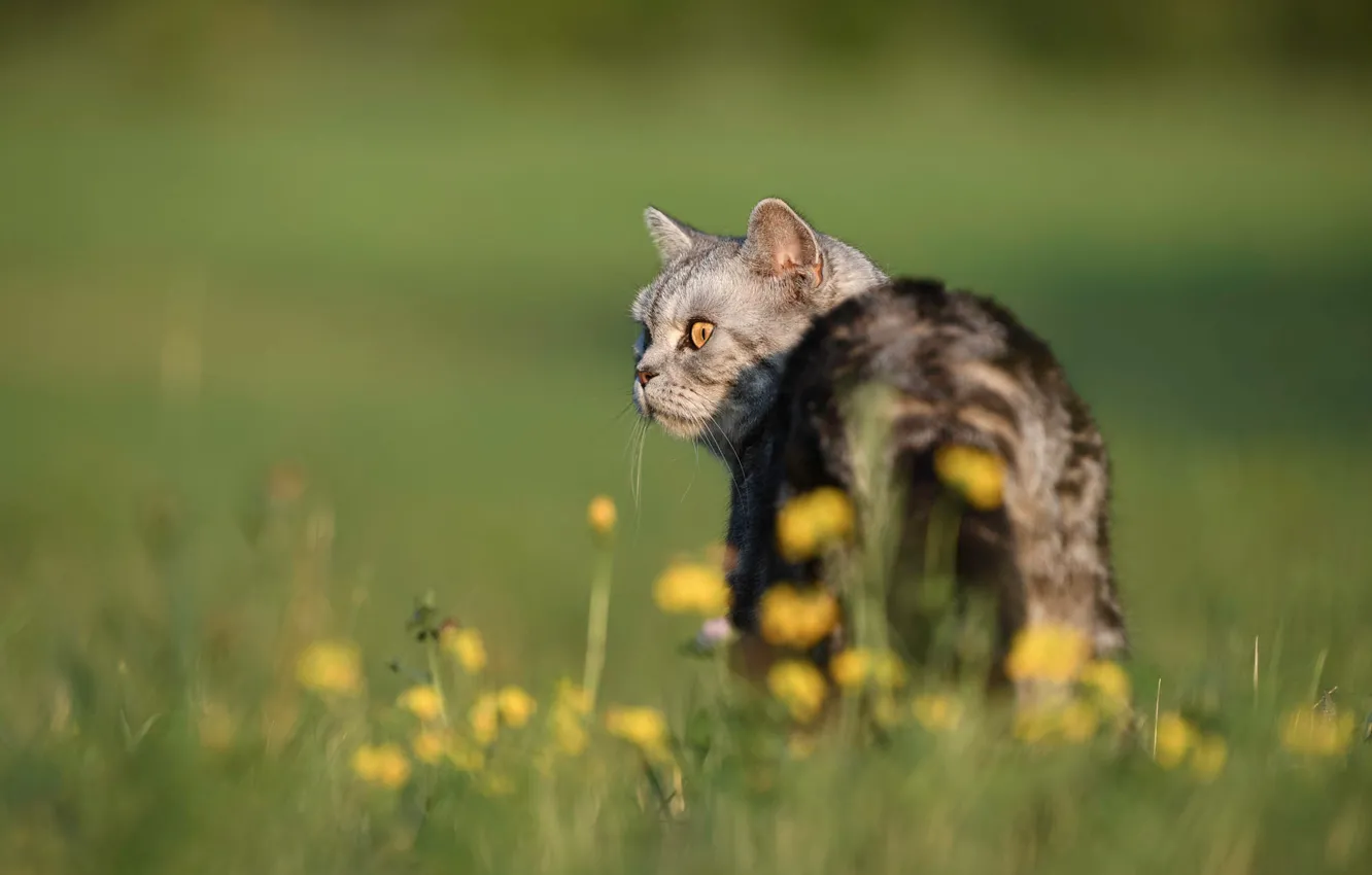 Photo wallpaper cat, summer, grass, cat, look, face, light, flowers